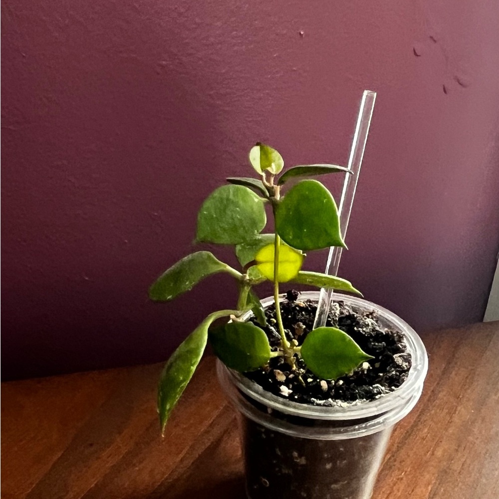 Hoya Minutiflora